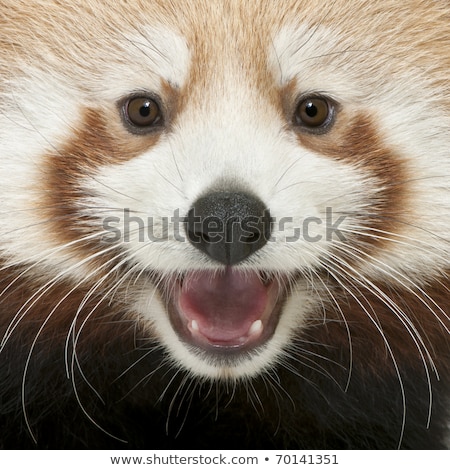 Zdjęcia stock: Red Panda Shining Cat Close Up