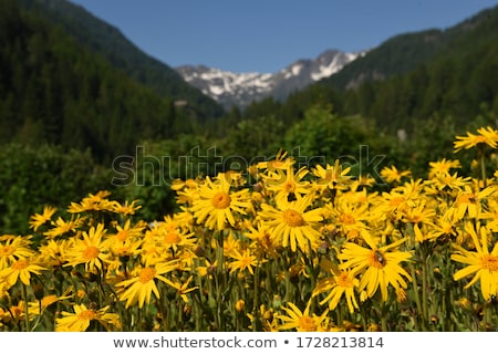 Foto d'archivio: Arnica Montana