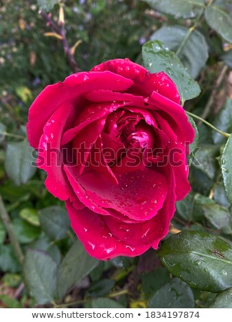 ストックフォト: Border Of Fresh Crimson Red Garden Roses