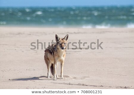 Stock fotó: Curious But Shy Jackal