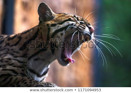 Stock photo: Ocelot Yawning