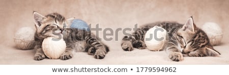 Stok fotoğraf: Two Small Kittens