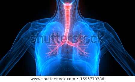 Foto d'archivio: Healthy Human Lungs Respiratory System Lung Larynx And Trachea Of Healthy Person