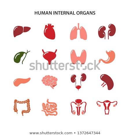 ストックフォト: Model Human Female Reproduction Organs