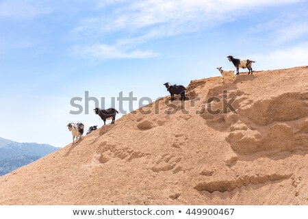 Сток-фото: Group Of Mountain Goats On Sandy Hillside