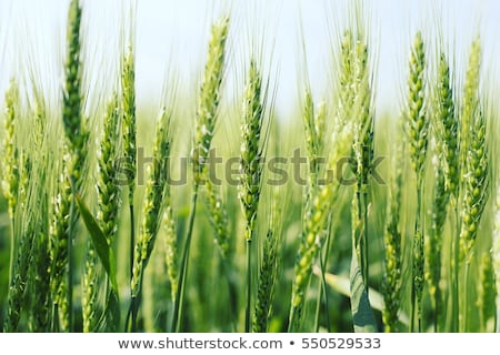 Stockfoto: Green Wheat Field