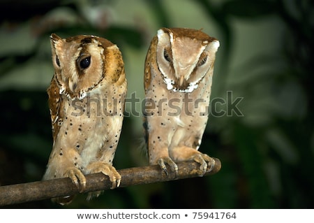 İki Cüce Peçeli Baykuş Stok fotoğraf © shutter5