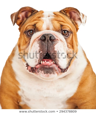 Face Of A Bulldog Stok fotoğraf © Susan Schmitz