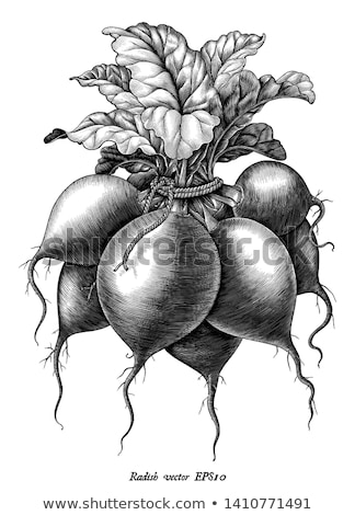 Foto stock: Globe Beetroot