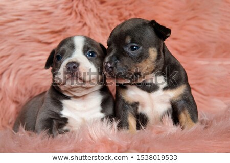 Stok fotoğraf: Curious American Bully Standing Looks Down To Side