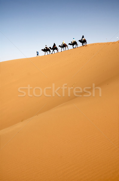 Deşert caravana cămilă nisip safari în aer liber Imagine de stoc © t3mujin