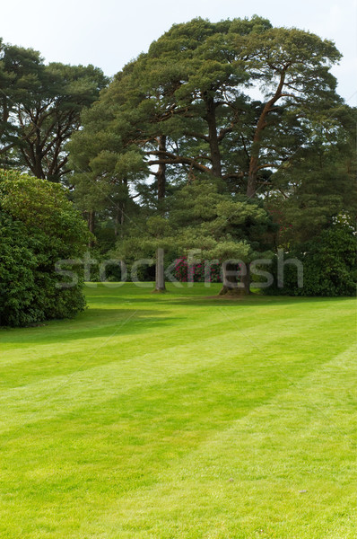 Lawn with trees Stock photo © t3mujin