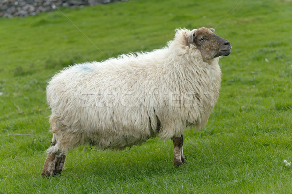 Irish sheep Stock photo © t3mujin