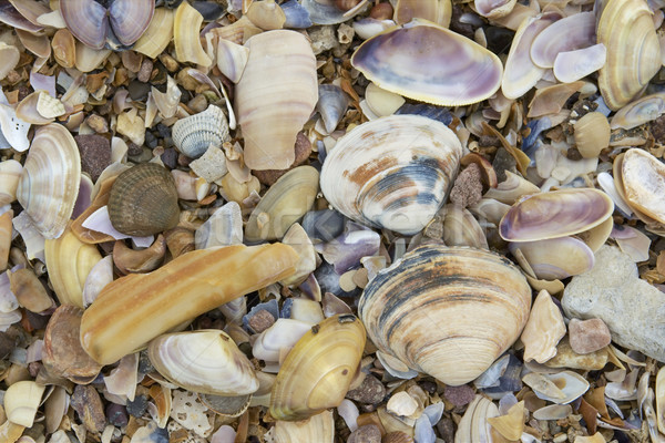 Sea shells Stock photo © t3mujin