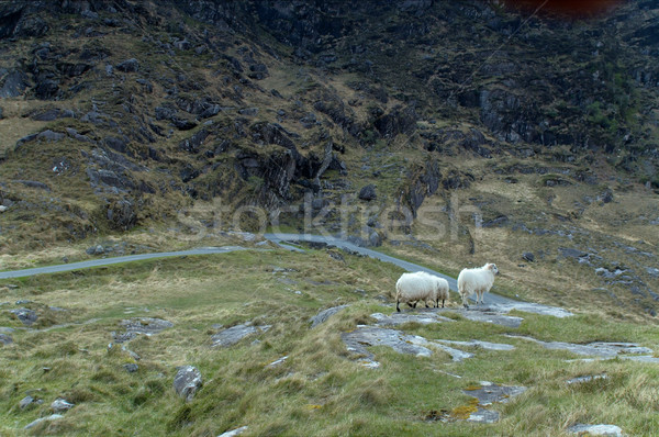 Foto stock: Ovelha · lacuna · paisagem · campo · verde · europa