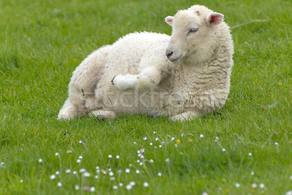 Irlandez oaie rural Irlanda primăvară fermă Imagine de stoc © t3mujin