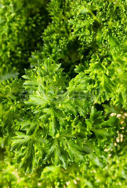 Close up of fresh parsley leaf in filled frame format Stock photo © tab62