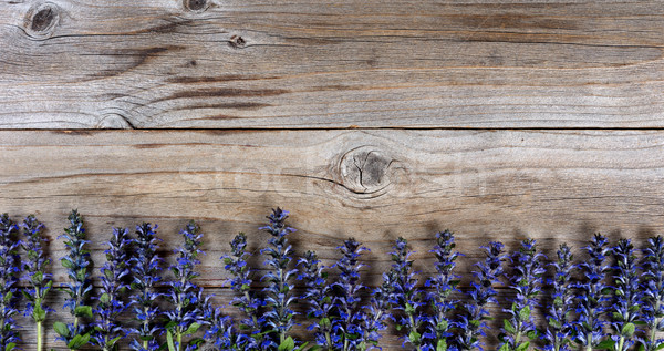 Bottom border of fresh purple spring wild flowers on rustic wood Stock photo © tab62