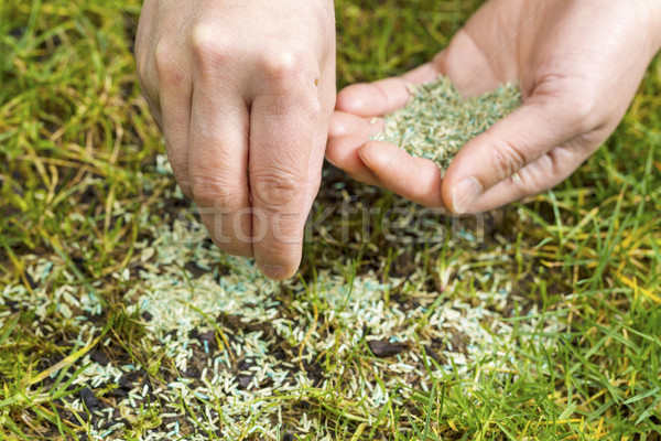Stock photo: Replanting New Grass Seed 