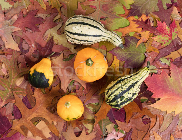 Stock photo: Real autumn gourd decorations on leaf background 