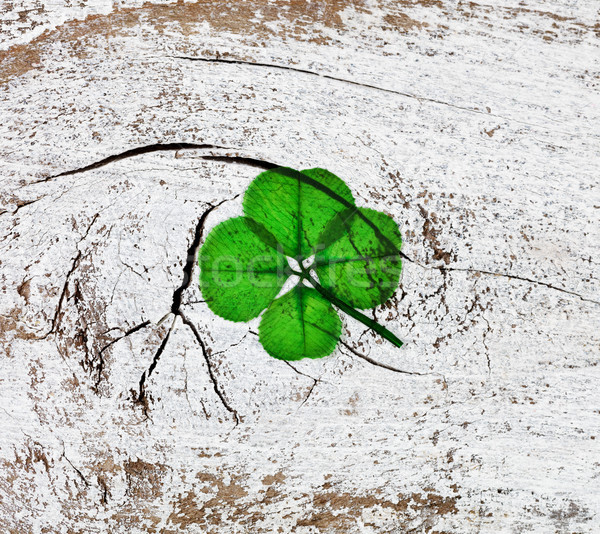 Real Four Leaf Clover on Rustic White Wood background  Stock photo © tab62