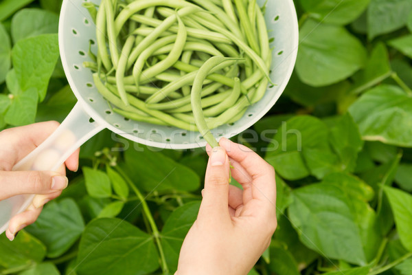 [[stock_photo]]: Haricots · verts · récolte · temps · horizontal · vue