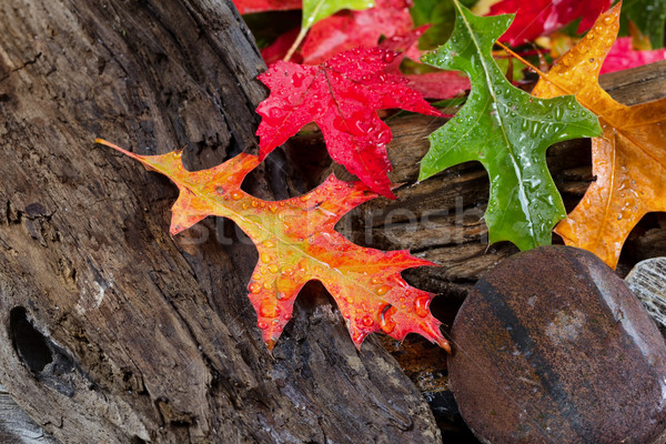 ぬれた 活気のある 紅葉 流木 明るい ストックフォト © tab62