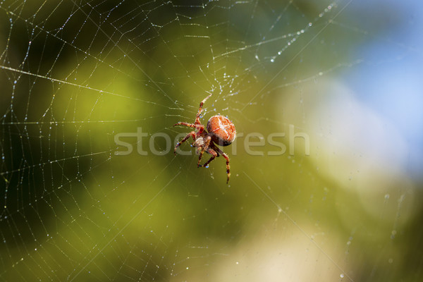 Fully Mature Spider in Web on lovely Fall Day  Stock photo © tab62