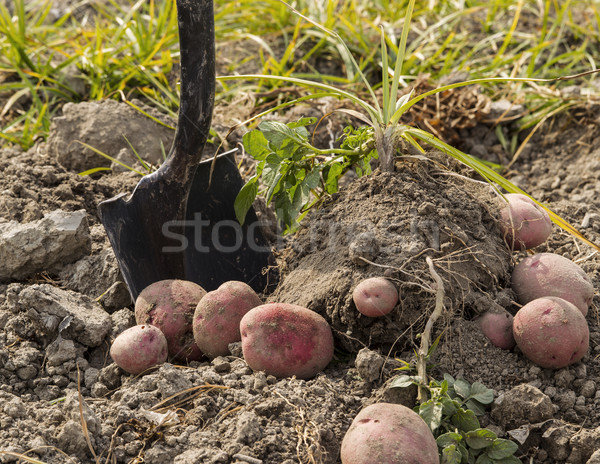 Fresche rosso patate terra pala impianti Foto d'archivio © tab62