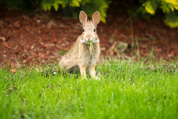 Young Healthy Wild Rabbit eating fresh Grass from Yard  Stock photo © tab62