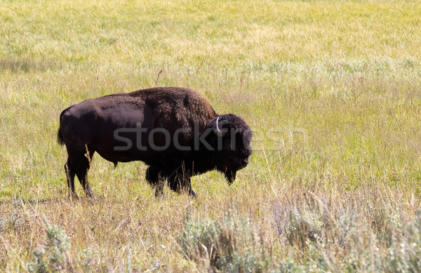 North American Bison- Buffalo in Field  Stock photo © tab62
