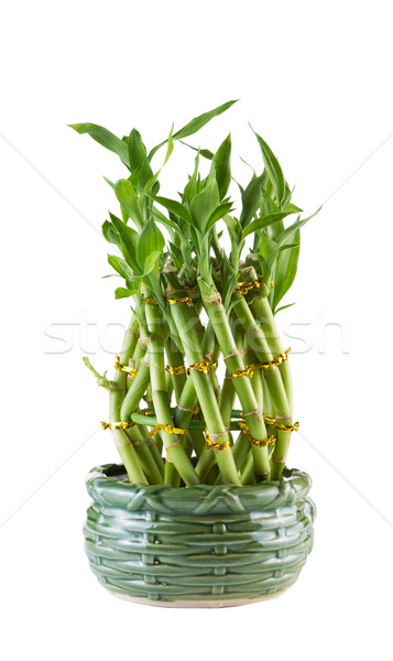 Stockfoto: Nieuwe · bamboe · plant · keramische · pot · witte
