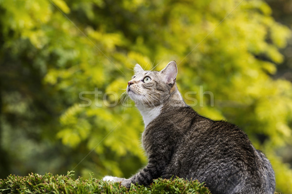 狩猟 グレー 猫 小さな 短い髪 屋外 ストックフォト © tab62