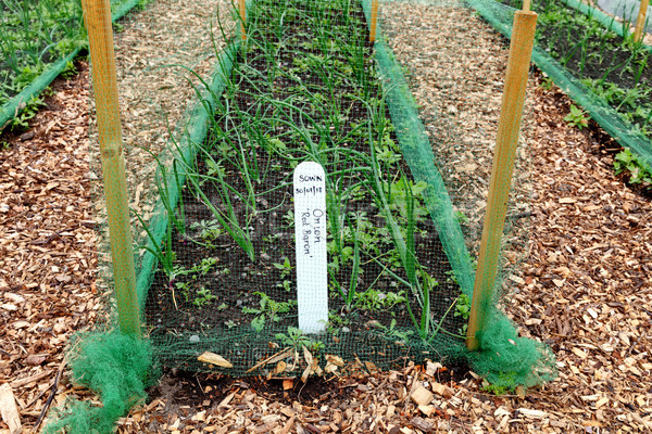 Extérieur légumes jardin protégé ravageur [[stock_photo]] © tab62