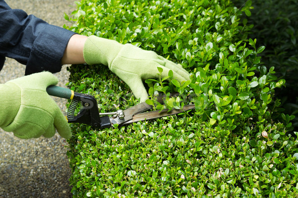 Trimming Hedges with Manual Shears  Stock photo © tab62