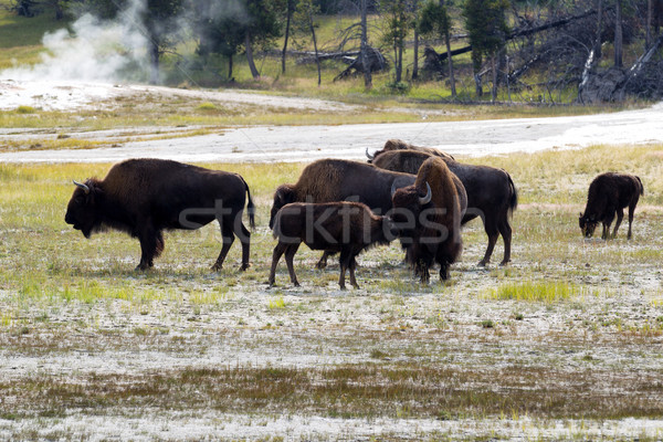 Stock photo:  North American female buffalo and her offspring showing affecti