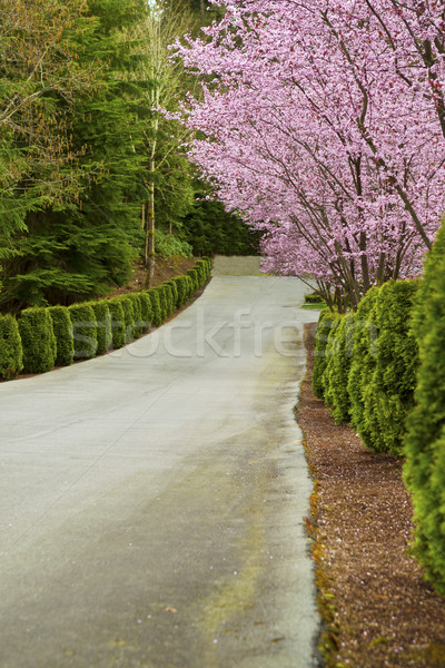 Cherry Trees line up on path  Stock photo © tab62