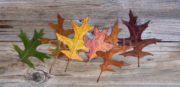 Real autumn leafs changing their colors on rustic wooden boards Stock photo © tab62