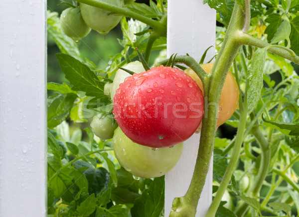 Homegrown tomatoes on white fence with rain drops on them  Stock photo © tab62