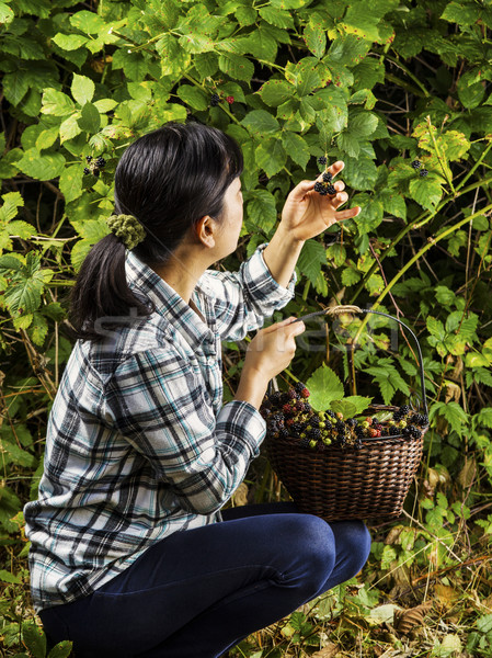 Inspecting Berries during the Harvest  Stock photo © tab62