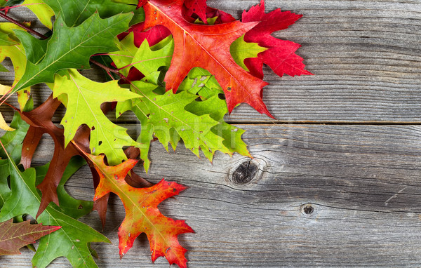 Bright Autumn Leaves on Age Wood  Stock photo © tab62