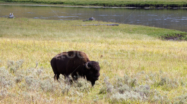 North American Buffalo Grazing in Field with river in background Stock photo © tab62