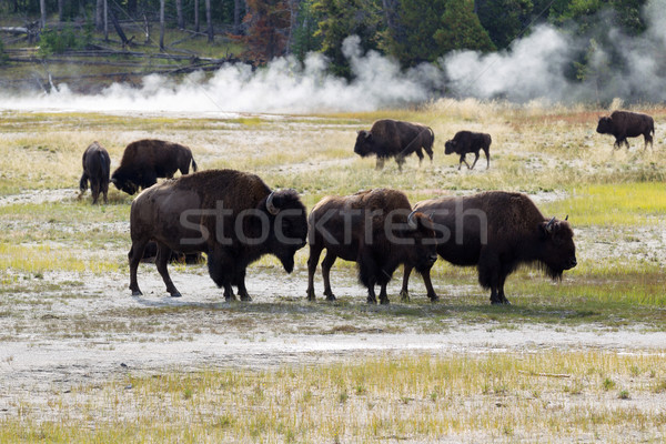 Family of North American Buffalo near the hot springs in Yellows Stock photo © tab62