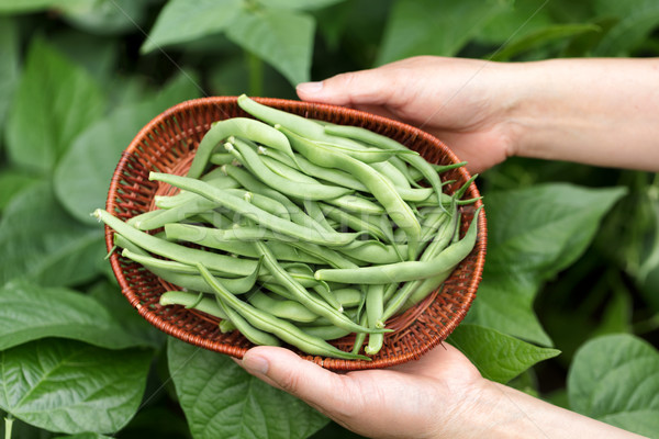 Hands holding basket of freshly harvested green beans  Stock photo © tab62