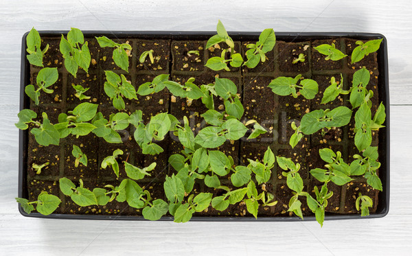 Green bean starter plants ready to plant outside in garden  Stock photo © tab62