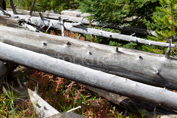 Weathered Trees fallen down within Yellowstone National Park Stock photo © tab62