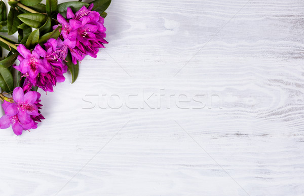 Seasonal wild rhododendron flowers on white wood background  Stock photo © tab62