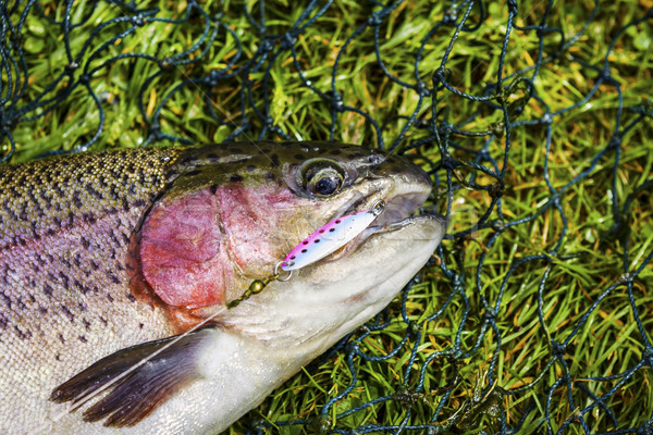 Large Trout with Lure  Stock photo © tab62