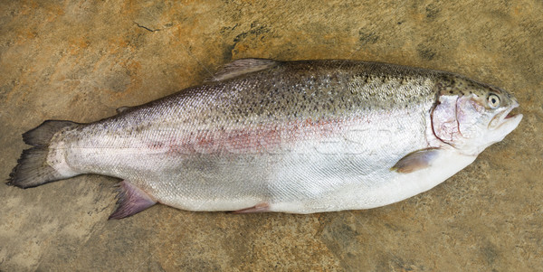 トラウト 石 水平な 写真 魚 ストックフォト © tab62