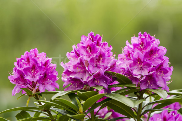 Washington State Coast Rhododendron Flower in full Bloom  Stock photo © tab62